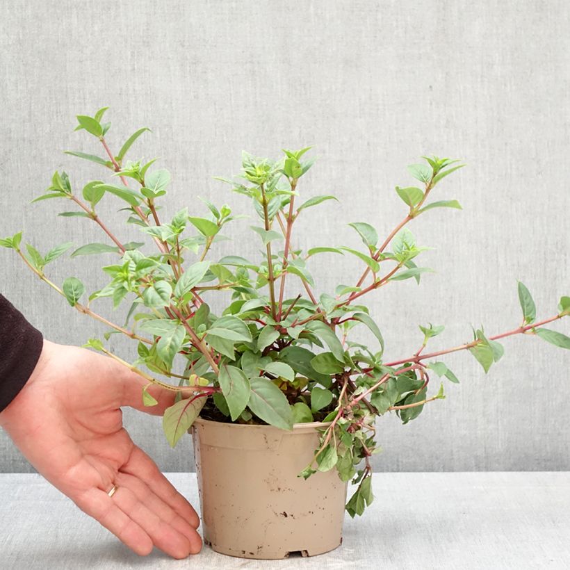 Fucsia Paula Jane Maceta de 12 cm / 13 cm Ejemplar entregado en la primavera
