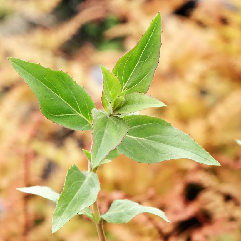 Epilobium angustifolium Dublin (Follaje)