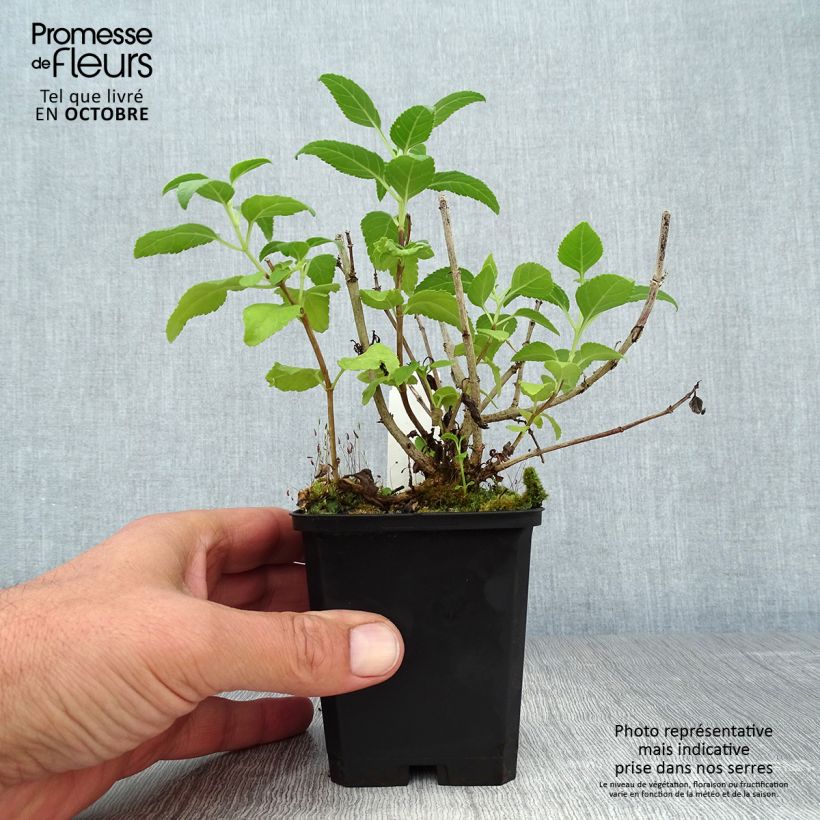 Ejemplar de Phygelius rectus Moonraker Maceta de 8/9 cm entregado en otoño