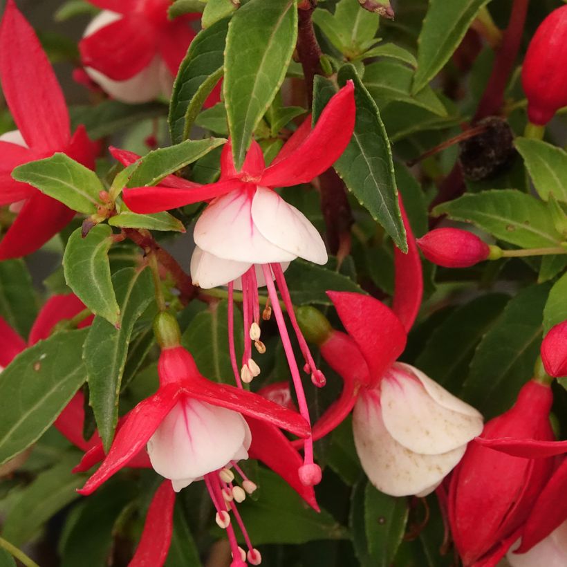 Fuchsia Ernie - Fucsia (Floración)