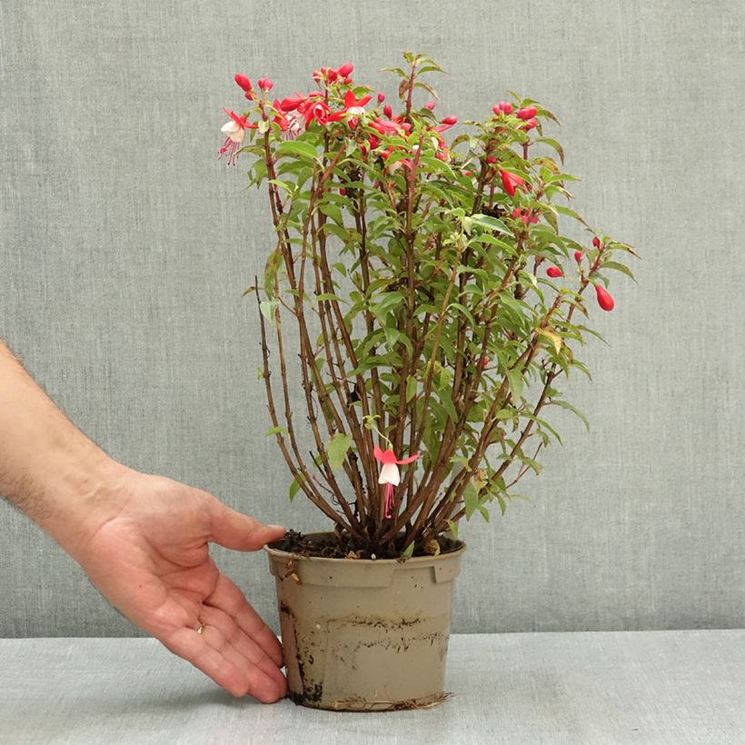 Ejemplar de Fuchsia Ernie - Fucsia Maceta de 12 cm / 13 cm entregado en verano