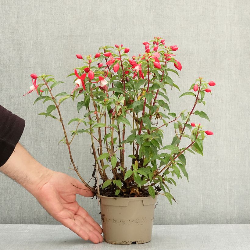 Fuchsia Ernie - Fucsia Maceta de 12 cm / 13 cm Ejemplar entregado en la primavera