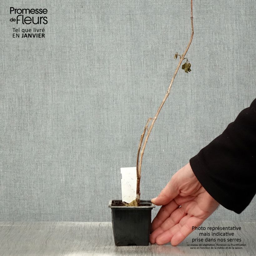 Fucsia First Success Maceta de 8/9 cm Ejemplar entregado en invierno