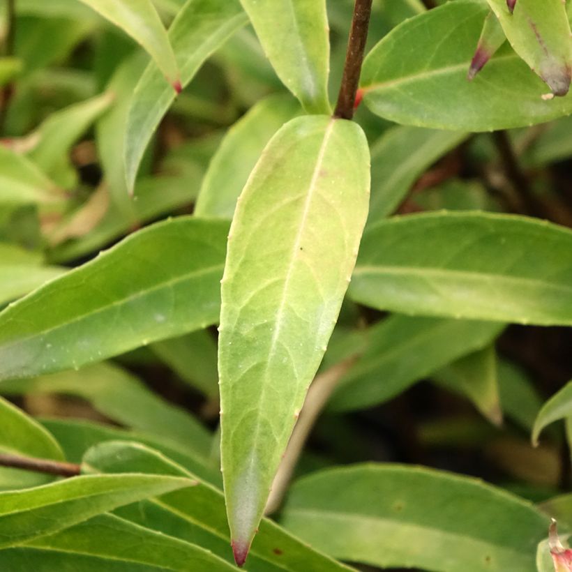 Fucsia hatschbachii (Follaje)