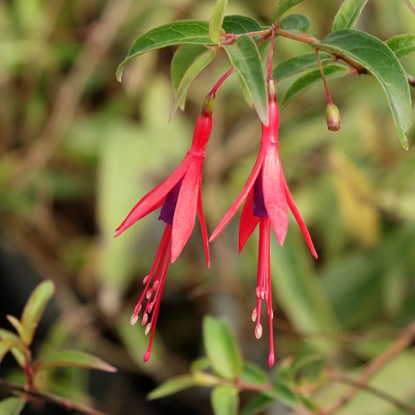 Fucsia hatschbachii (Floración)