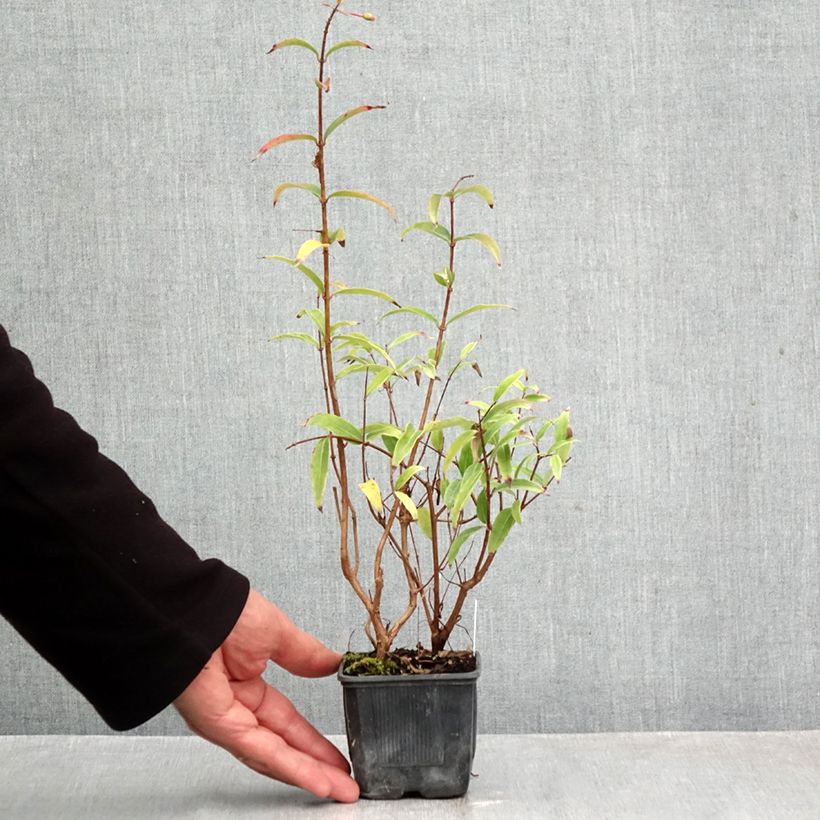 Ejemplar de Fucsia hatschbachii Maceta de 8/9 cm entregado en otoño