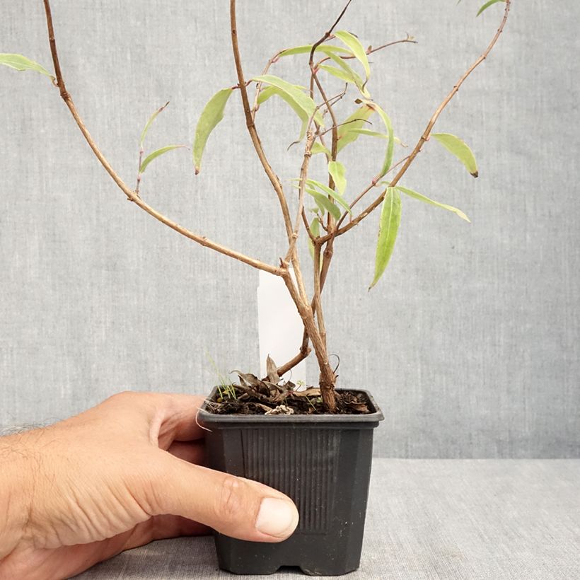 Ejemplar de Fucsia hatschbachii Maceta de 8/9 cm entregado en verano