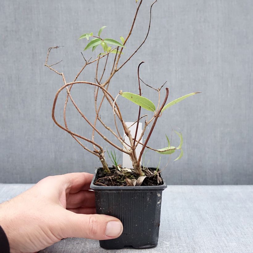 Fucsia hatschbachii Maceta de 8/9 cm Ejemplar entregado en invierno