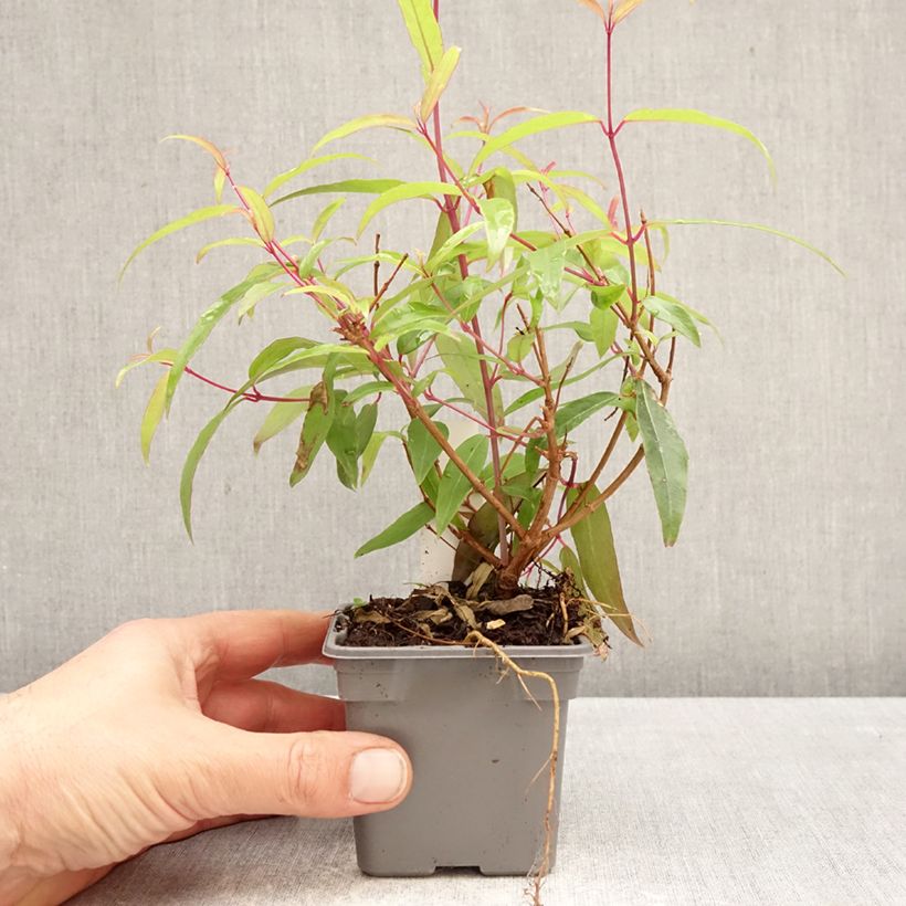 Fucsia hatschbachii Maceta de 8/9 cm Ejemplar entregado en la primavera