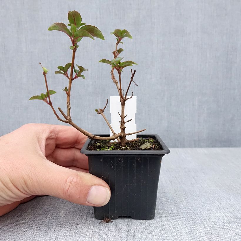 Fucsia Heidi Ann Maceta de 8/9 cm Ejemplar entregado en la primavera