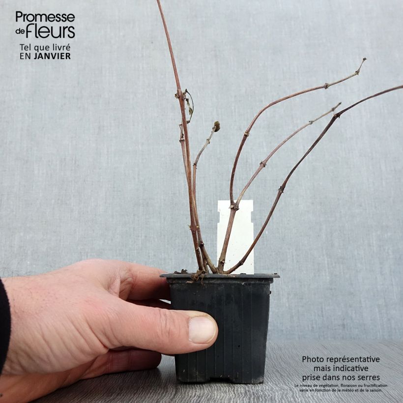 Fucsia Illusion Maceta de 8/9 cm Ejemplar entregado en invierno