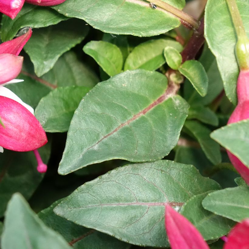 Fuchsia Jollies Madiran - Fucsia (Follaje)
