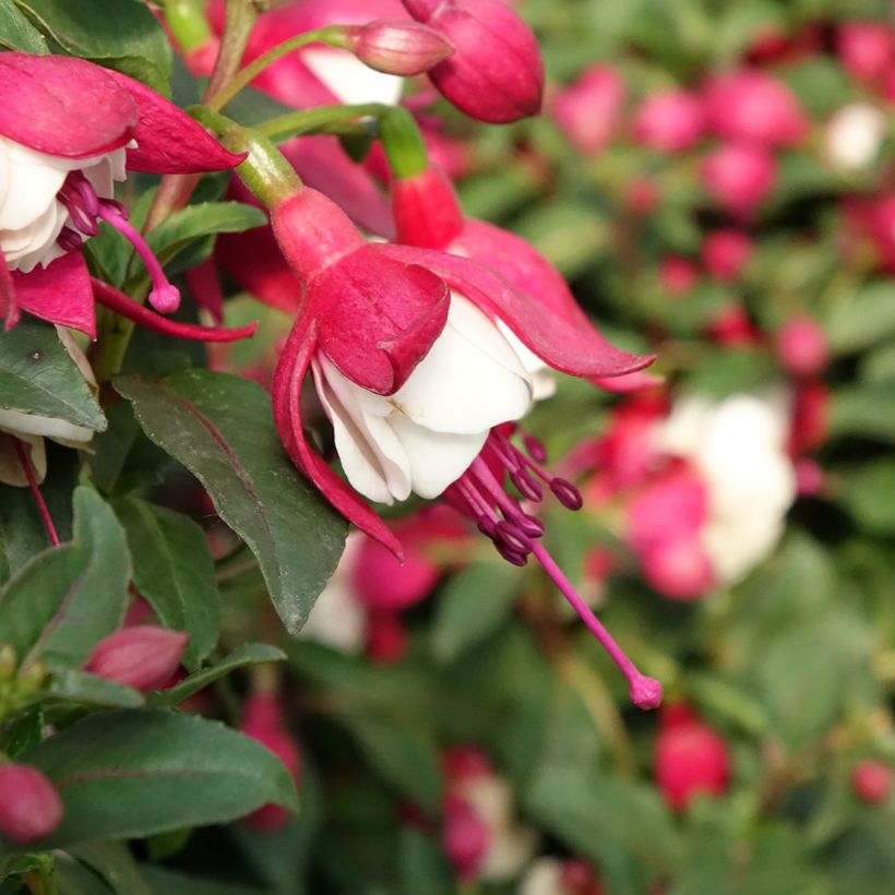 Fuchsia Jollies Madiran - Fucsia (Floración)