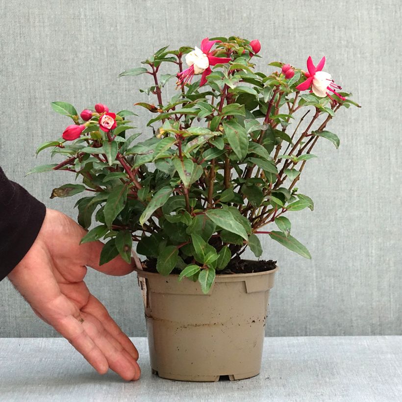 Fuchsia Jollies Madiran - Fucsia Maceta de 12 cm / 13 cm Ejemplar entregado en la primavera