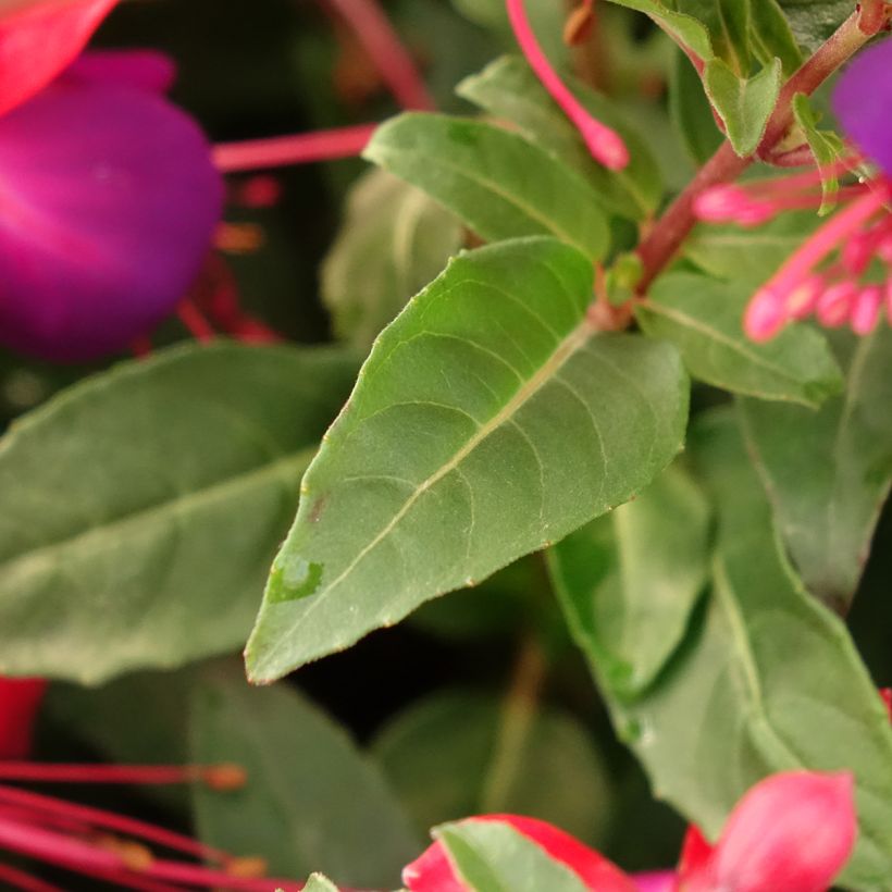 Fuchsia Jollies Nantes - Fucsia (Follaje)