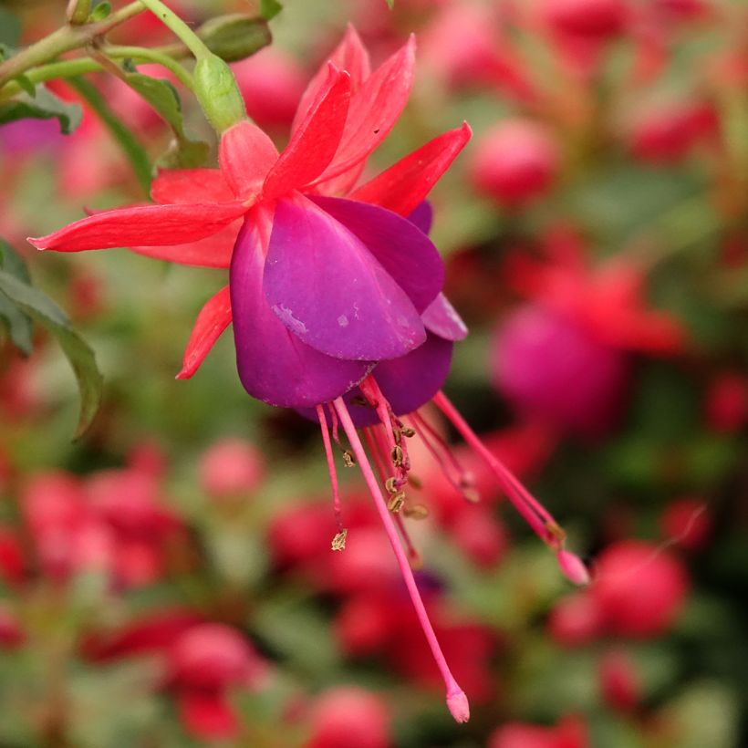 Fuchsia Jollies Nantes - Fucsia (Floración)
