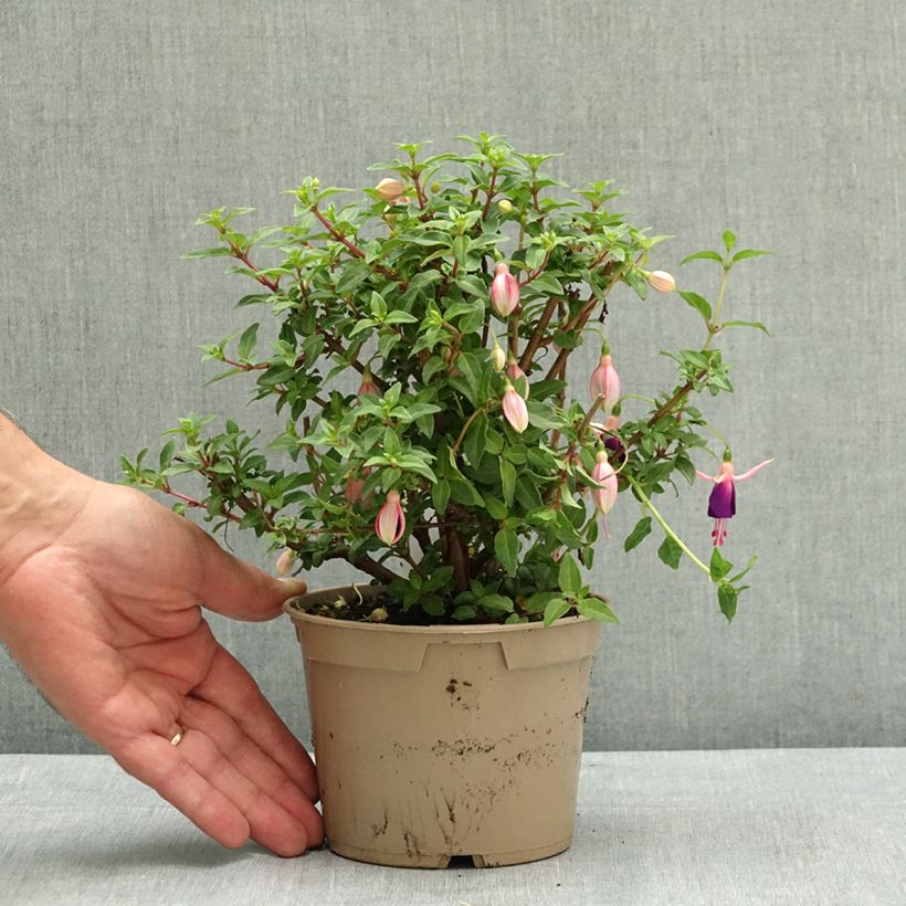 Ejemplar de Fuchsia Lambada - Fucsia Maceta de 12 cm / 13 cm entregado en verano