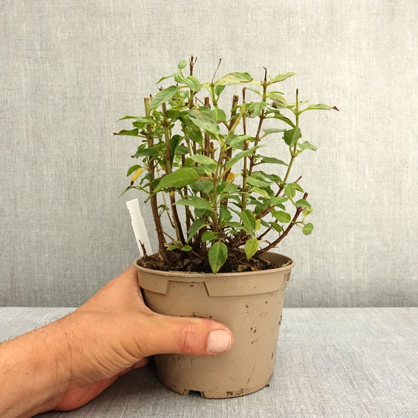 Fuchsia Lambada - Fucsia Maceta de 12 cm / 13 cm Ejemplar entregado en la primavera