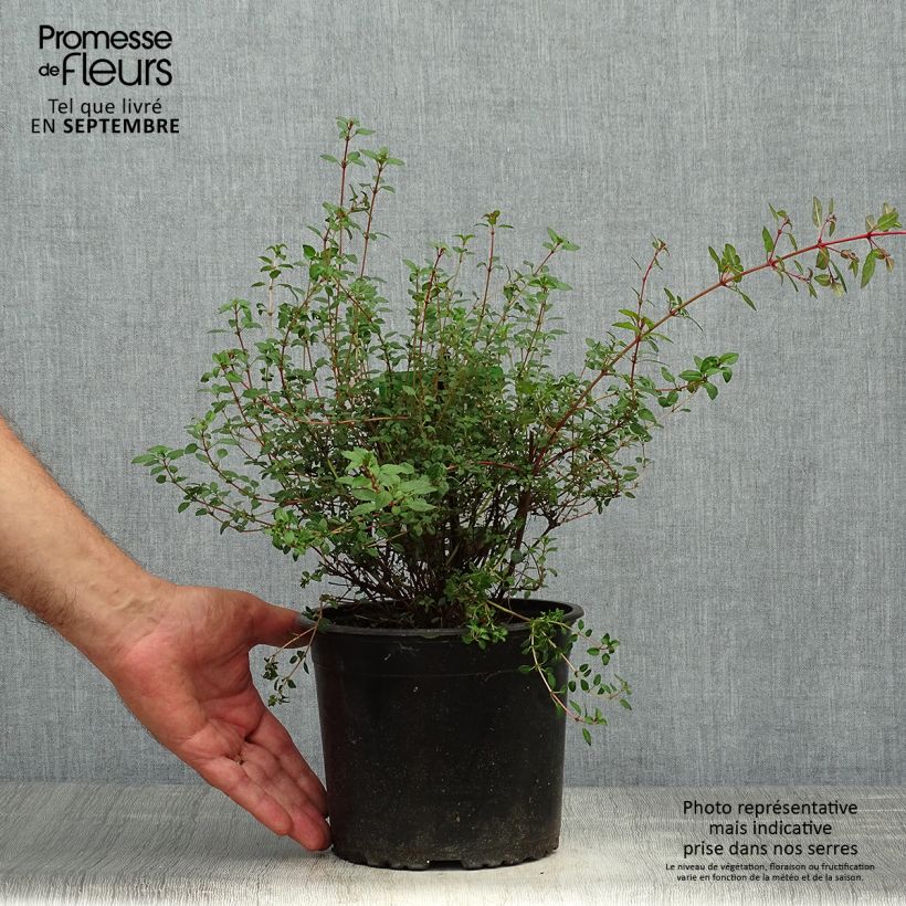 Ejemplar de Fucsia magellanica Arauco Maceta 1,5L/2L entregado en otoño
