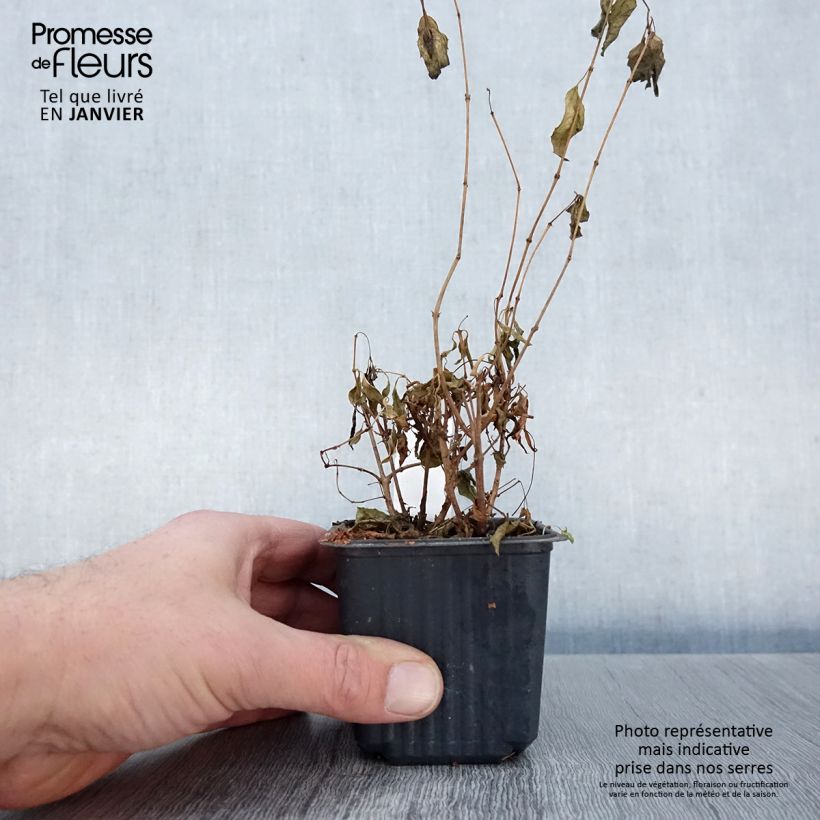 Fucsia magellanica Maceta de 8/9 cm Ejemplar entregado en invierno