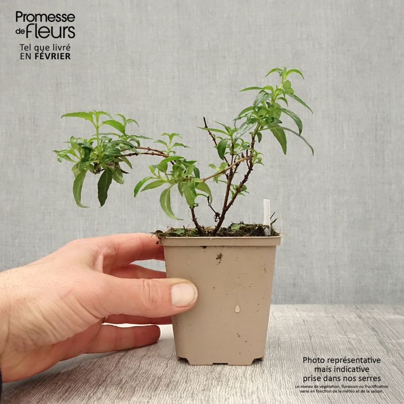 Fucsia magellanica Hawkshead Maceta de 7/8 cm Ejemplar entregado en invierno