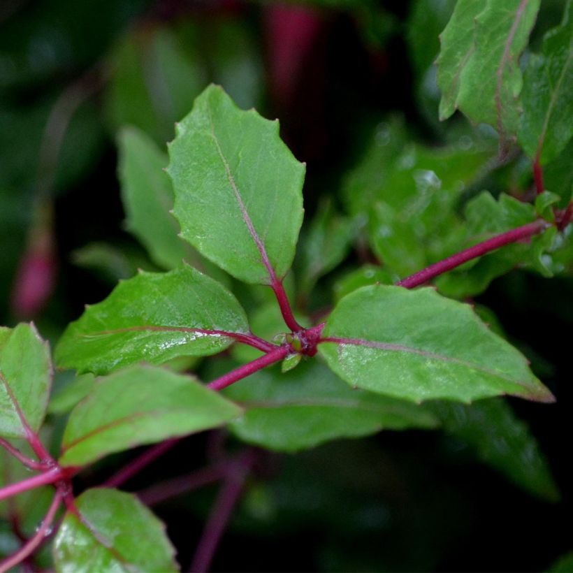 Fucsia magellanica Riccartonii (Follaje)
