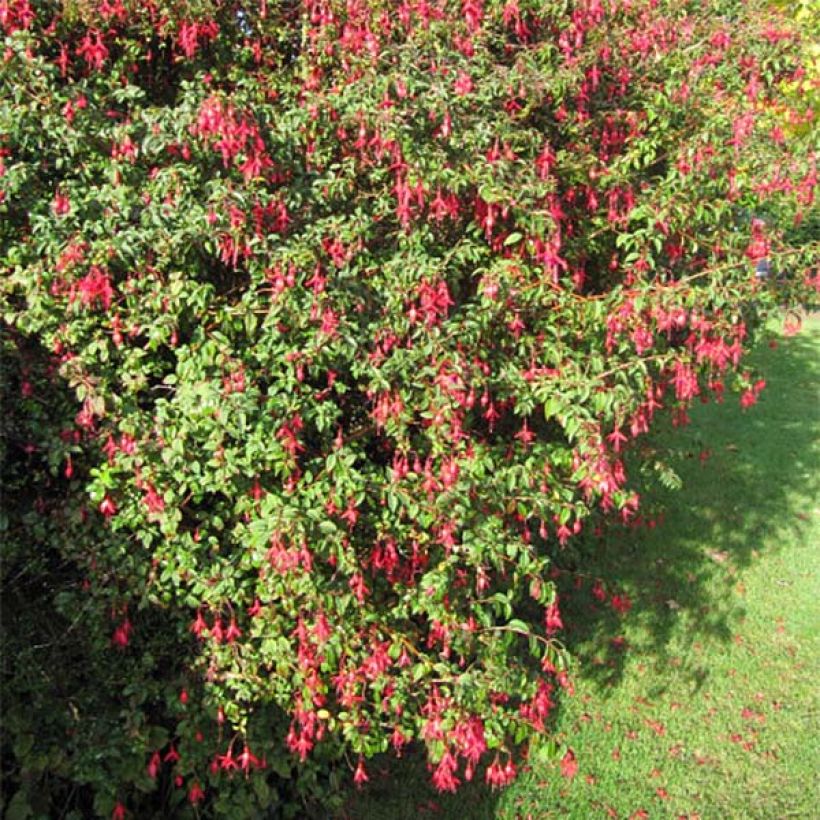 Fucsia magellanica Riccartonii (Porte)