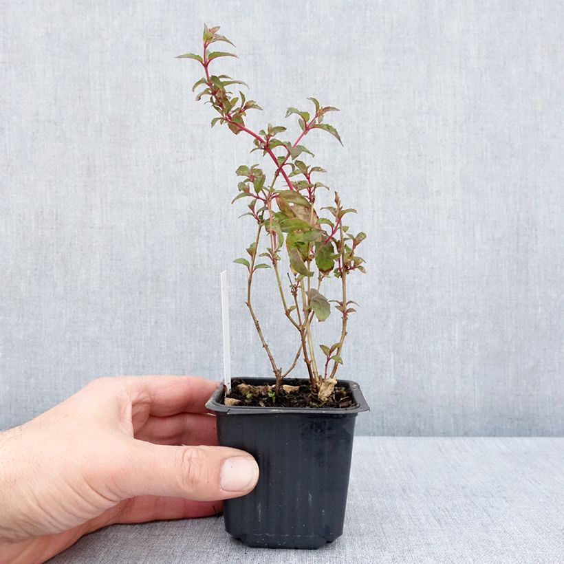 Fucsia Snow Cap Maceta de 8/9 cm Ejemplar entregado en la primavera