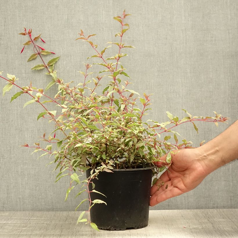 Ejemplar de Fucsia magellanica Tricolorii Maceta 2L/3L entregado en verano