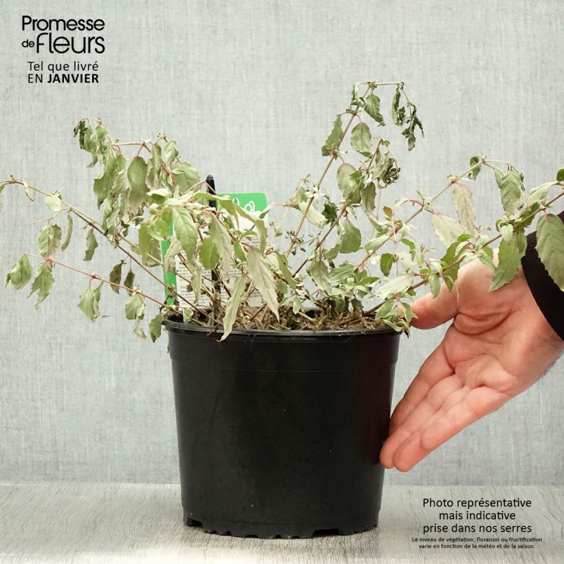 Fucsia magellanica Tricolorii Maceta 2L/3L Ejemplar entregado en invierno