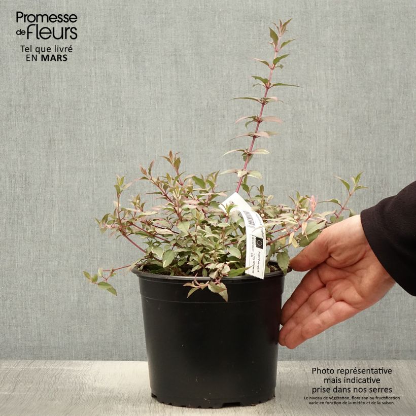 Fucsia magellanica Tricolorii Maceta 2L/3L Ejemplar entregado en la primavera