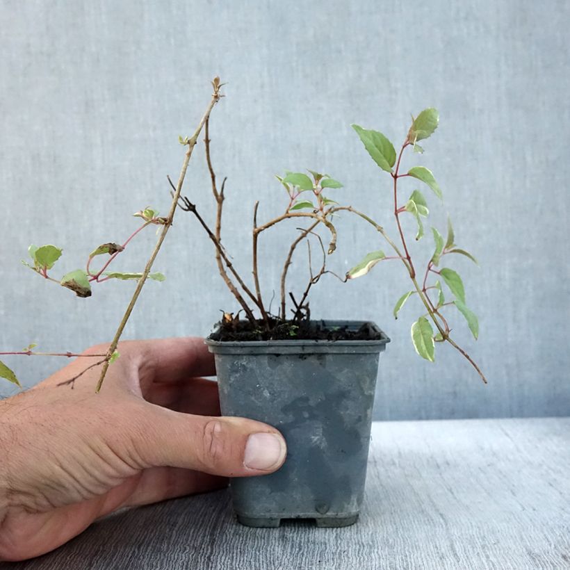 Ejemplar de Fucsia magellanica Versicolor Maceta de 7/8 cm entregado en otoño