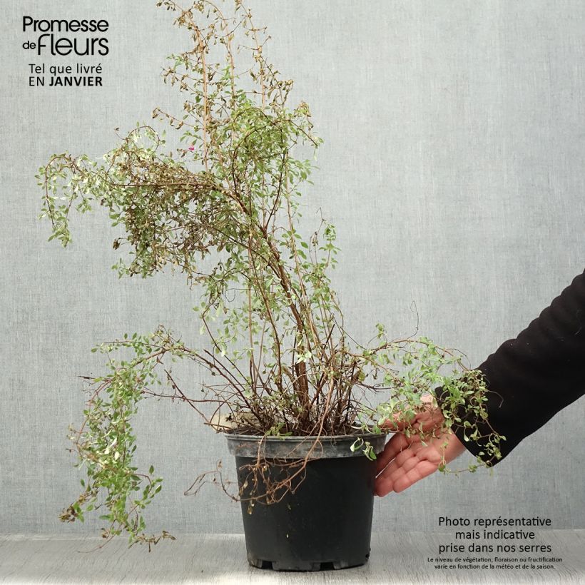 Fucsia microphylla subsp. microphylla Maceta 4L/5L Ejemplar entregado en invierno