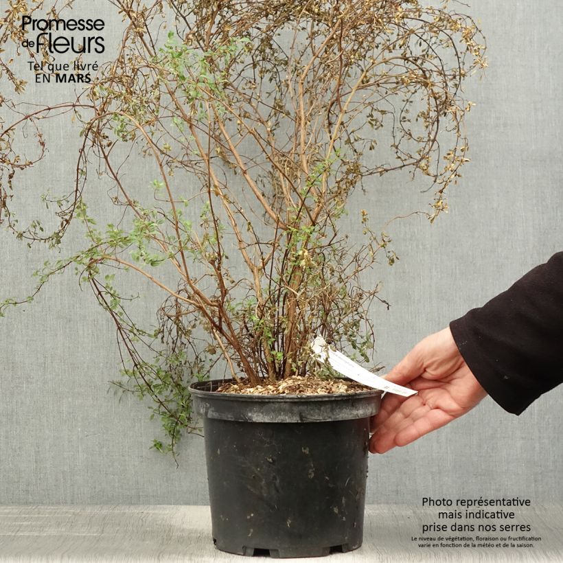 Fucsia microphylla subsp. microphylla Maceta 4L/5L Ejemplar entregado en la primavera