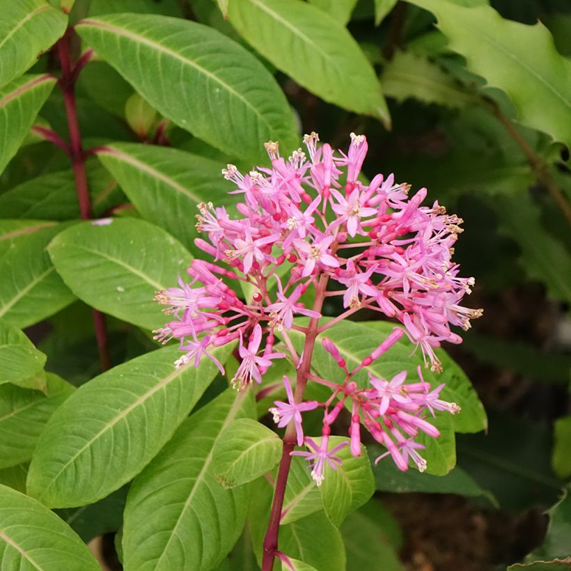 Fuchsia paniculata - Fucsia (Floración)