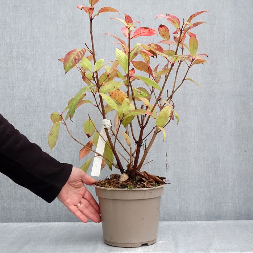 Ejemplar de Fuchsia paniculata  - Fucsia Maceta 4L/5L entregado en otoño