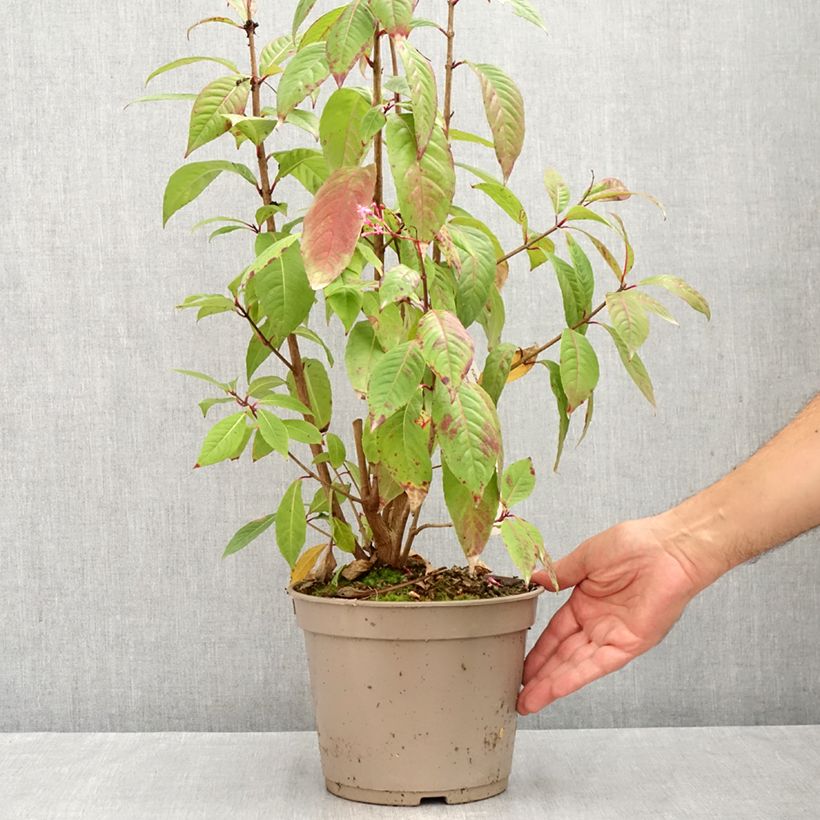 Ejemplar de Fuchsia paniculata  - Fucsia Maceta 4L/5L entregado en verano