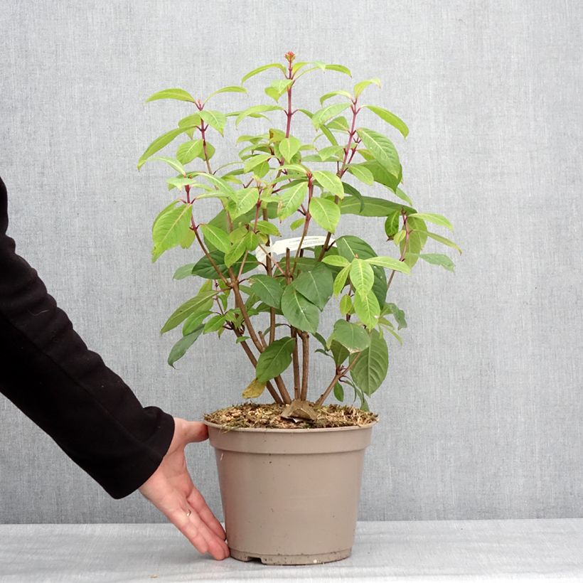 Fuchsia paniculata  - Fucsia Maceta 4L/5L Ejemplar entregado en invierno