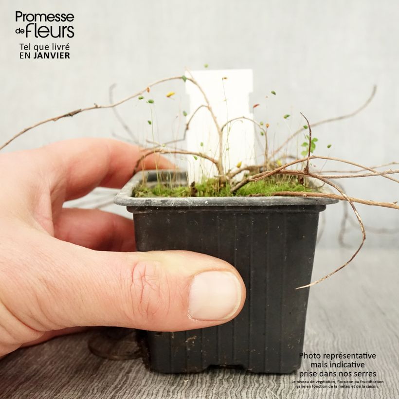 Fucsia procumbens Maceta de 8/9 cm Ejemplar entregado en invierno