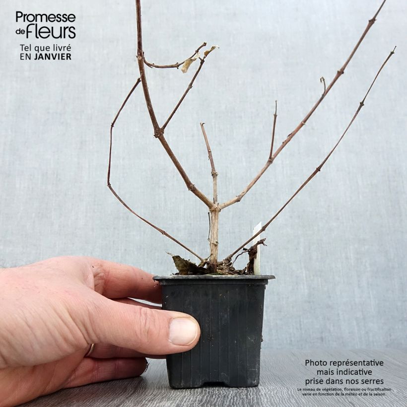 Fucsia R.A.F Maceta de 8/9 cm Ejemplar entregado en invierno