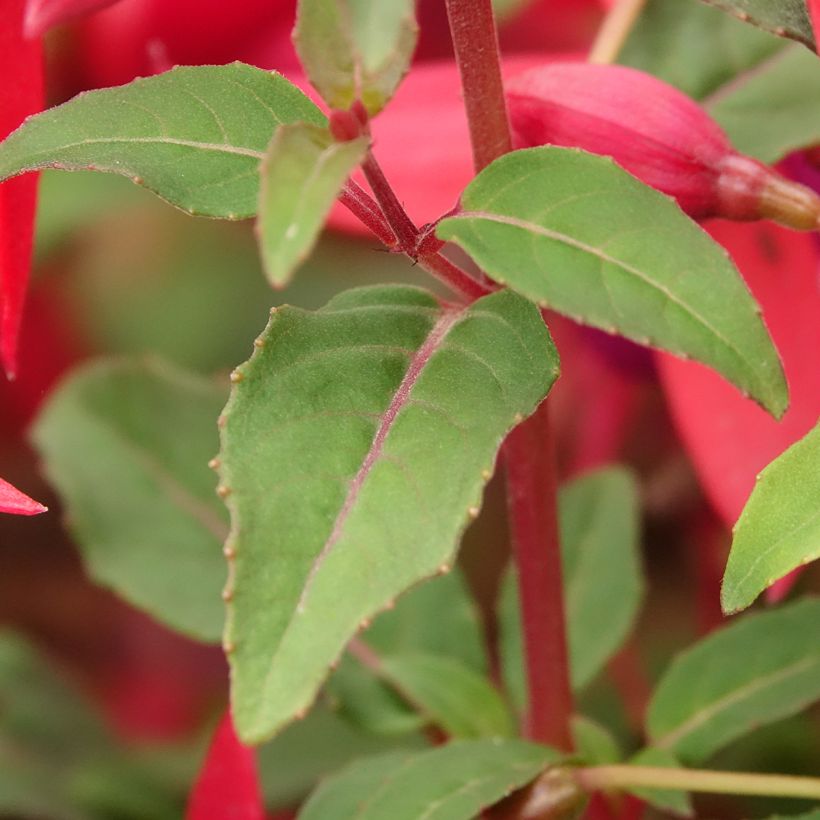 Fuchsia x regia Regal - Fucsia (Follaje)