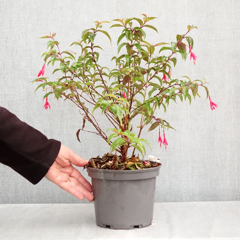 Ejemplar de Fuchsia regia Regal Pot de 3L/4L entregado en otoño
