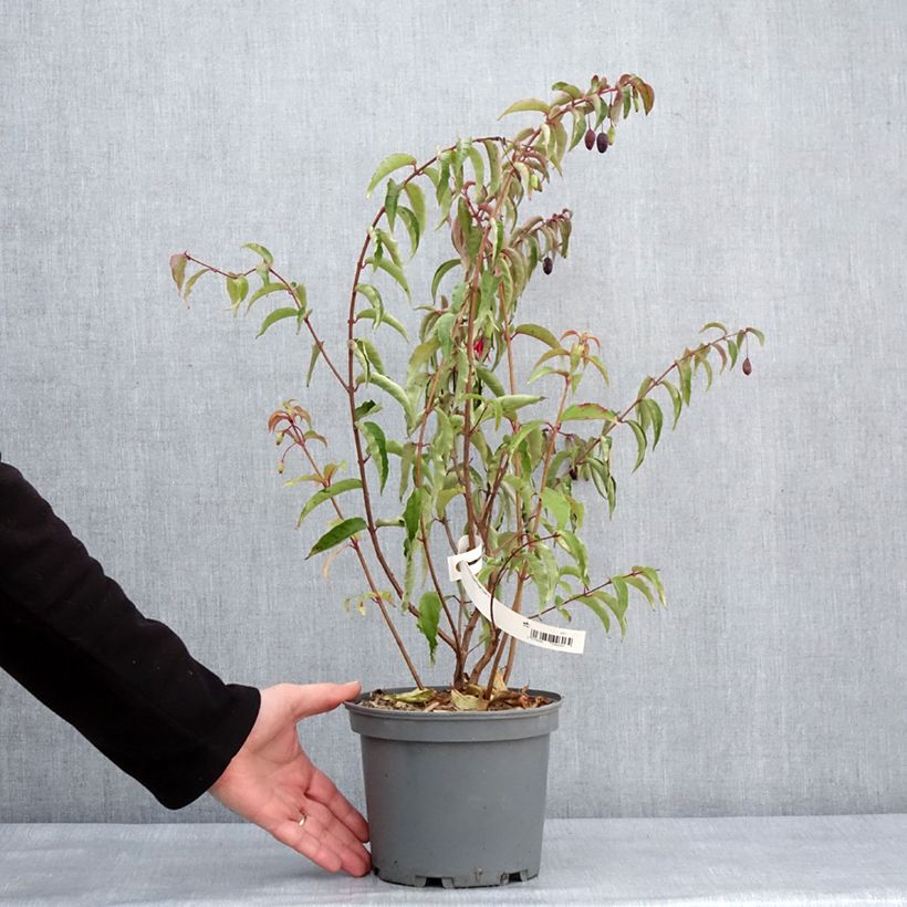 Fuchsia x regia Regal - Fucsia Maceta 3L/4L Ejemplar entregado en invierno