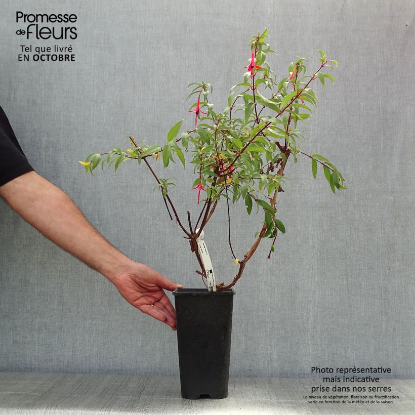 Ejemplar de Fucsia regia Reitzii Maceta 2L/3L entregado en otoño