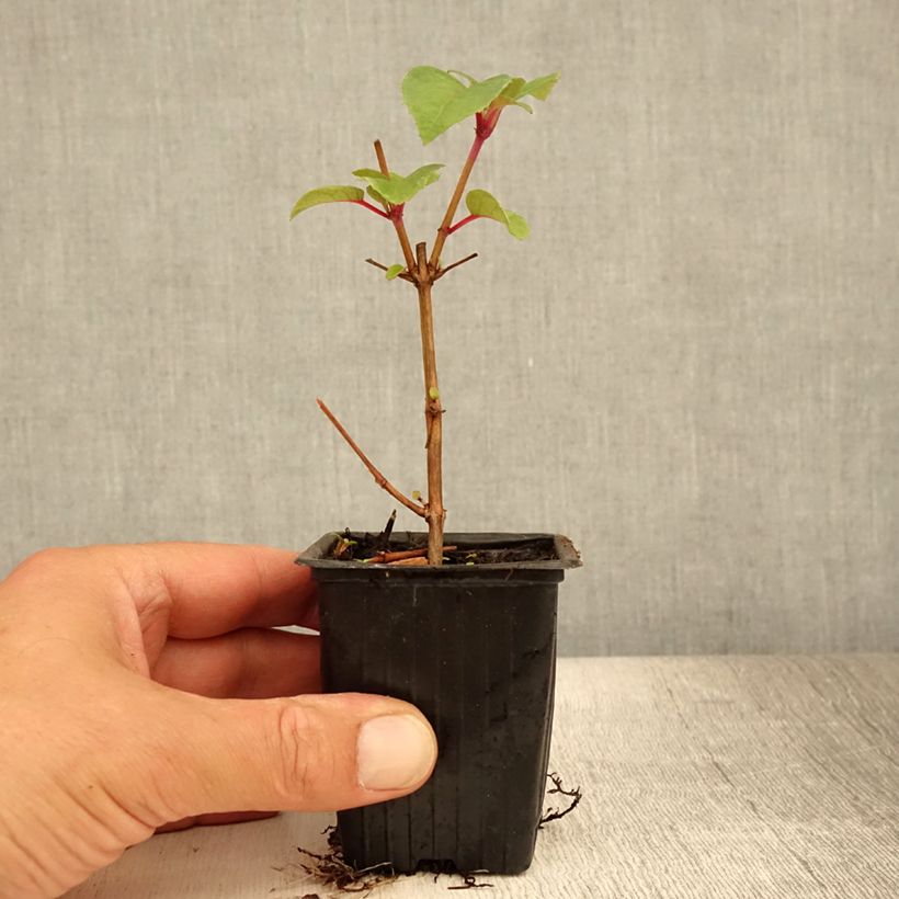 Ejemplar de Fucsia Dark Eyes Maceta de 7/8 cm entregado en verano