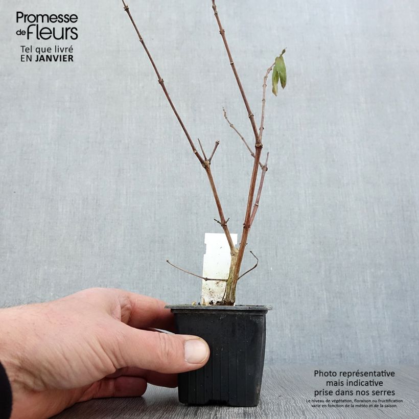 Fucsia Rohees New Millenium Maceta de 8/9 cm Ejemplar entregado en invierno