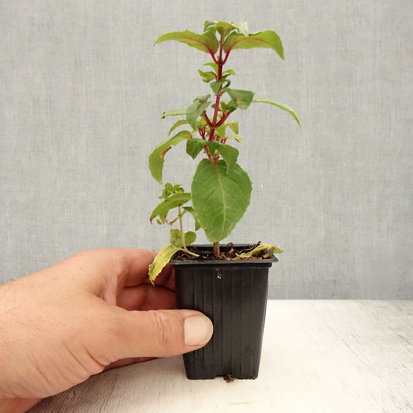 Ejemplar de Fucsia Royal Mosaïc Maceta de 7/8 cm entregado en verano