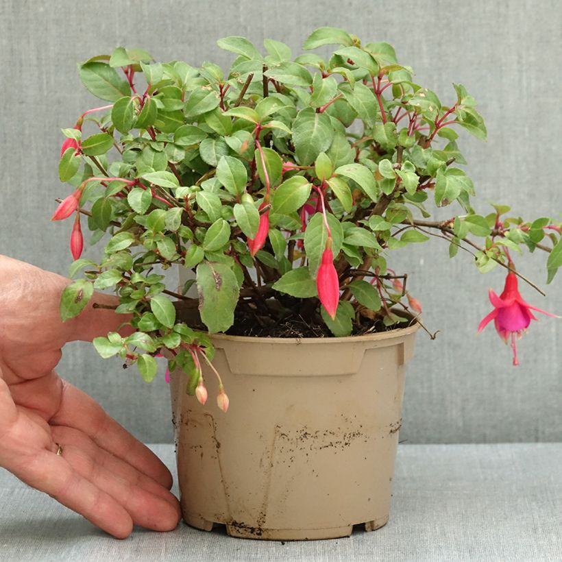 Ejemplar de Fuchsia Display - Fucsia Maceta de 12 cm / 13 cm entregado en verano