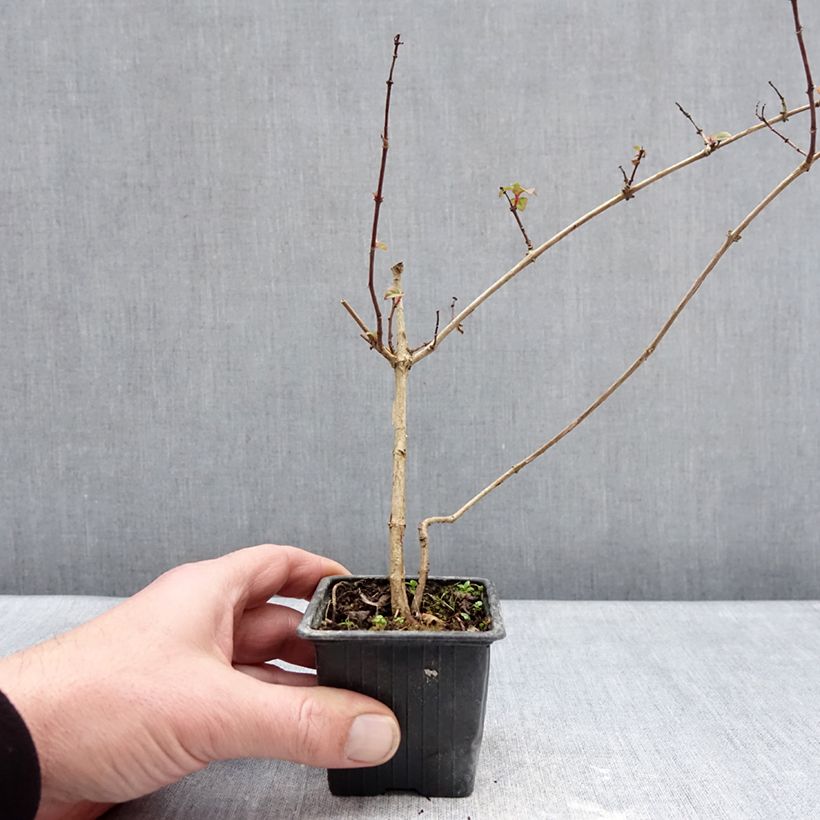 Fucsia Douce France Maceta de 8/9 cm Ejemplar entregado en invierno