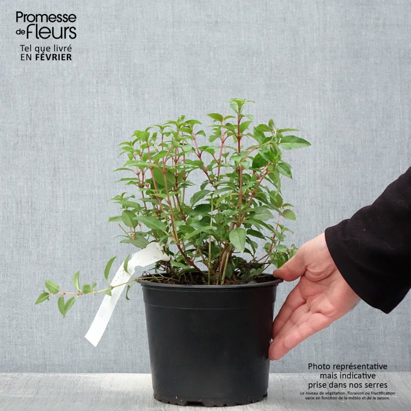 Fucsia Lady Thumb Maceta 2L/3L Ejemplar entregado en invierno